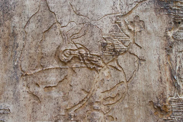 Çatlaklar doğal deseni ile eski ağaç