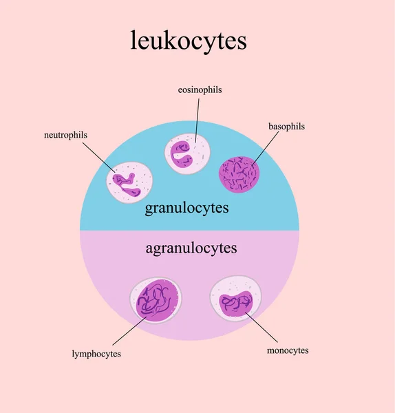 Rodzaje krwinek białych, leukocyty — Wektor stockowy