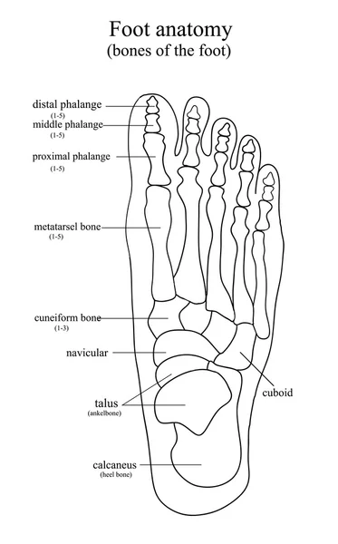 Disegno anatomico del piede — Vettoriale Stock