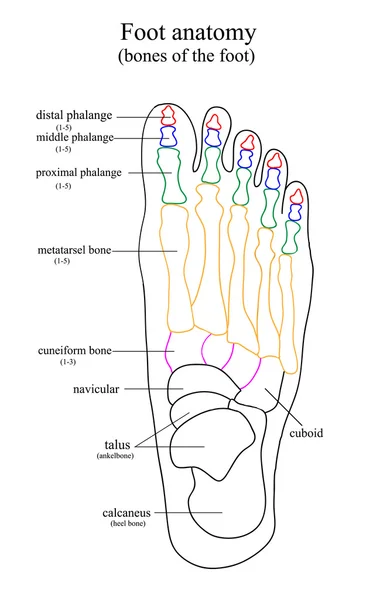 Anatomische tekening van de voet — Stockvector