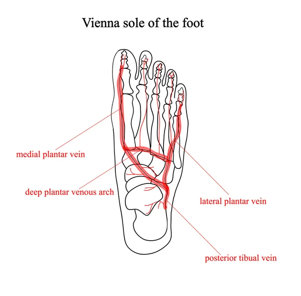 Viyana sole ayak. İki renkli anatomik çizimler, ayak anatomisi — Stok Vektör