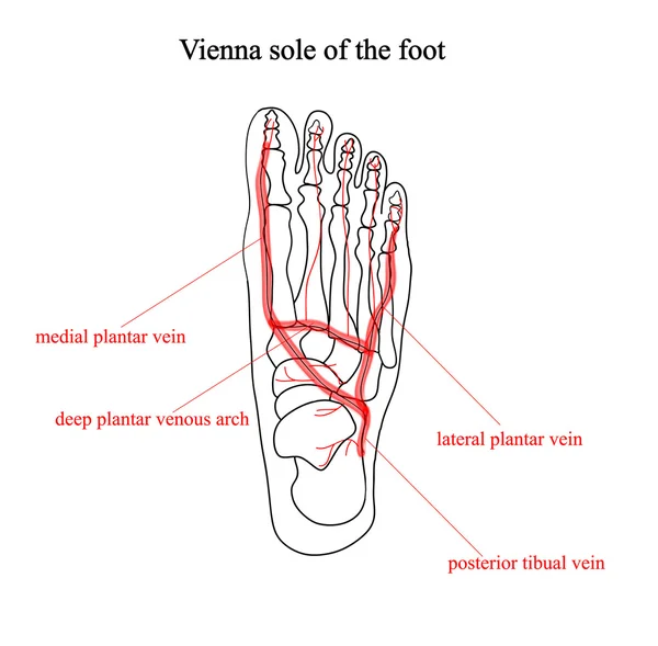 足の裏でウィーン。2 色解剖学的イラスト、足の解剖学 — ストックベクタ