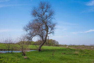 Bir çim sahası, ölü ağaçlar çiçek ağacı