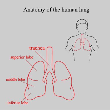 Anatomy of the human lung. Location lungs in the human body. Parts of the lungs and their names clipart
