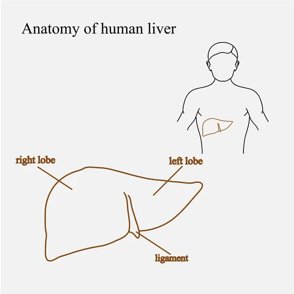 Fegato umano nell'illustrazione del corpo. Ubicazione del fegato, struttura del fegato — Vettoriale Stock