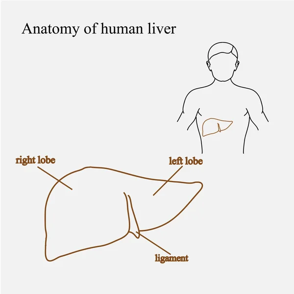 Человеческая печень в иллюстрации тела. Расположение печени, структура печени — стоковый вектор