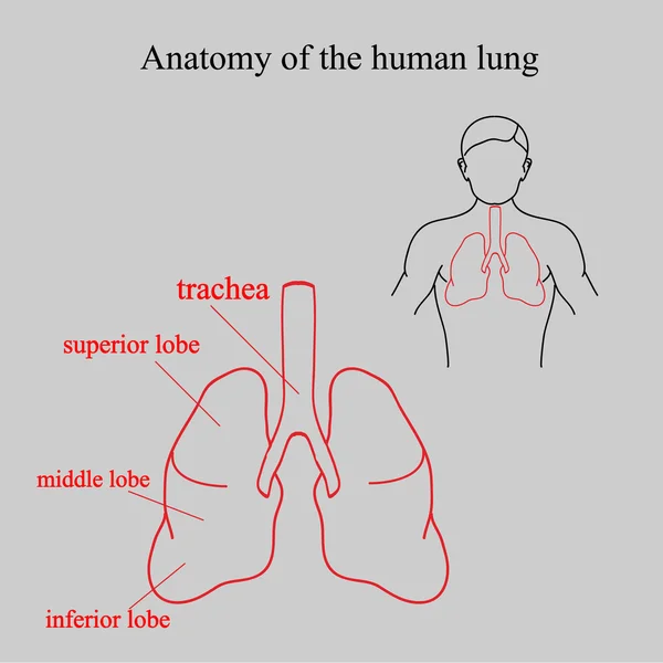 Anatomia do pulmão humano. Localização pulmões no corpo humano. Partes dos pulmões e seus nomes —  Vetores de Stock
