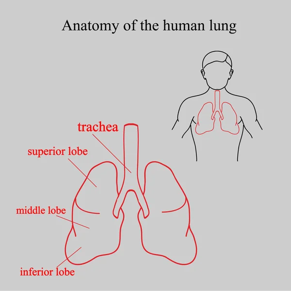 İnsan akciğer anatomisi. İnsan vücudunda yer akciğerler. Akciğerler ve isimlerini parçaları