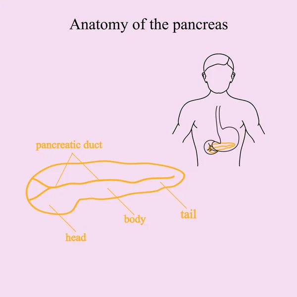 Anatomie der Bauchspeicheldrüse. Lage der Bauchspeicheldrüse im menschlichen Körper — Stockvektor