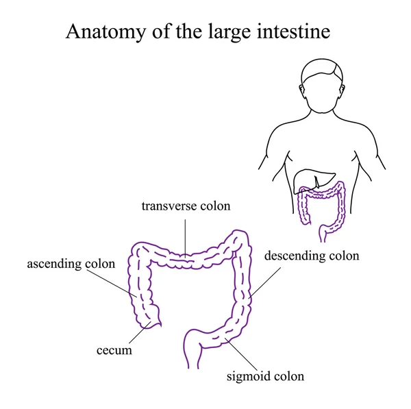 Kalın bağırsak anatomisi. Tıbbi illüstrasyon