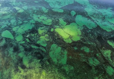 Fantastic background of river duckweed and seaweed