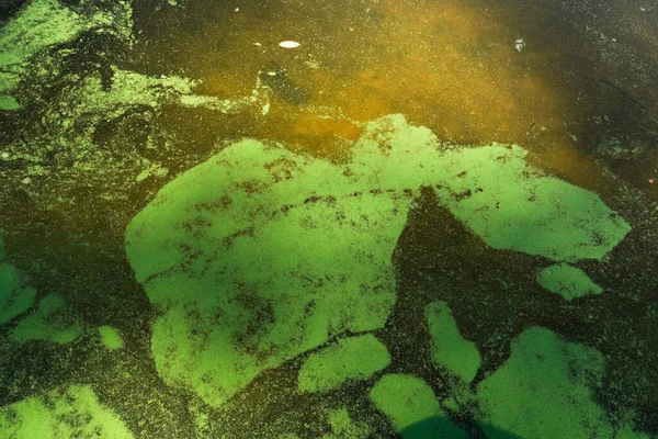 Fantastic background of river duckweed and seaweed