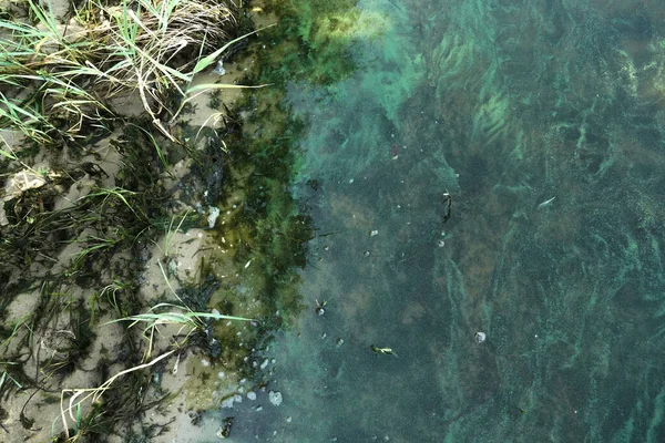 Sandy shore and water surface covered with algae