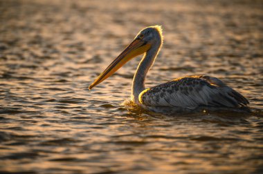 Büyük mavi pelikan (pelecanus crocrous us us) sudaki akşam ışığında