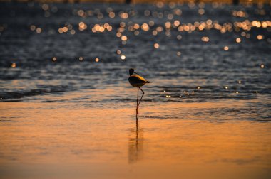 Doğanın sularında güzel bir kuş