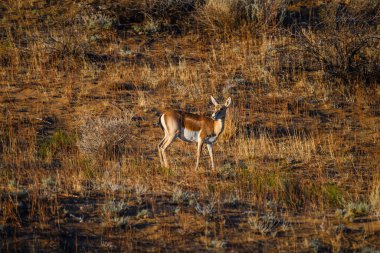 Vahşi doğada geyik avı
