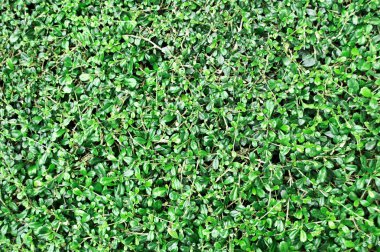 yaprak yeşil arka plan 