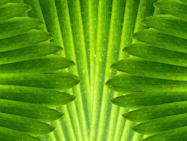 Grün hinterlässt abstrakten Hintergrund — Stockfoto