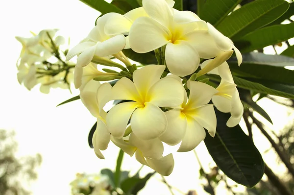 Flores frangipani en el jardín —  Fotos de Stock