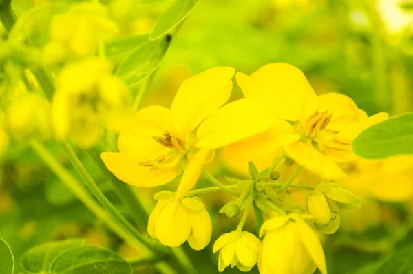Крупним планом жовті квіти — стокове фото