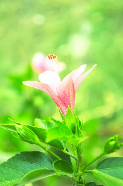 庭の美しいピンクの花 — ストック写真