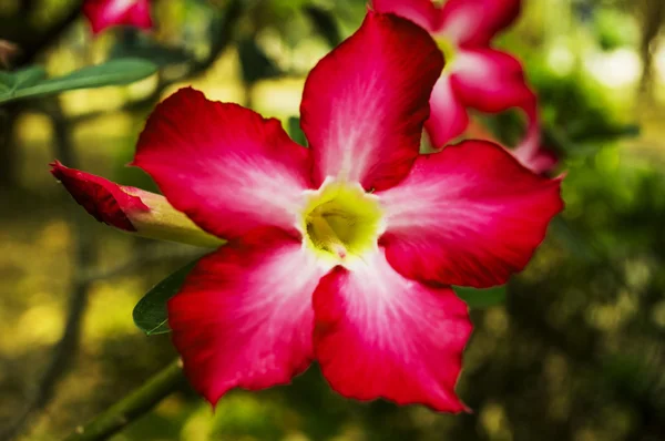 Hermosas flores rojas en el jardín —  Fotos de Stock