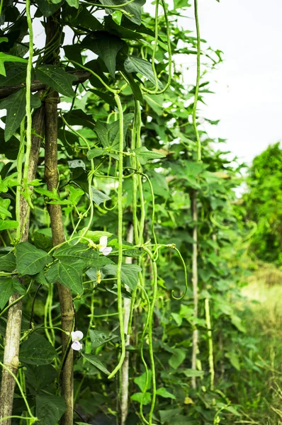 青い空を背景 Yardlong Bean ファーム — ストック写真