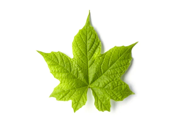 Enkele Geïsoleerde Leaf Een Witte Achtergrond — Stockfoto