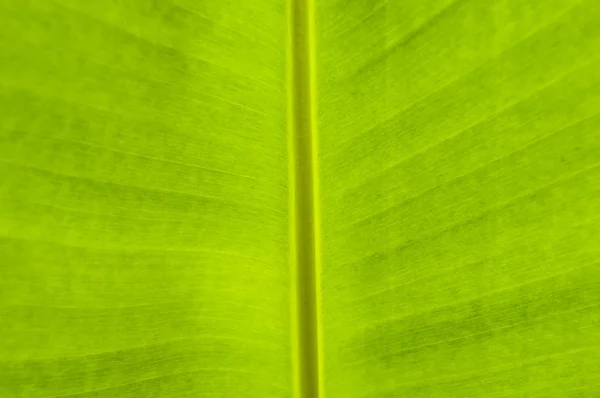 Verde banana foglie texture sfondo — Foto Stock