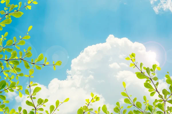 大菩提树与蓝蓝的天空背景 — 图库照片