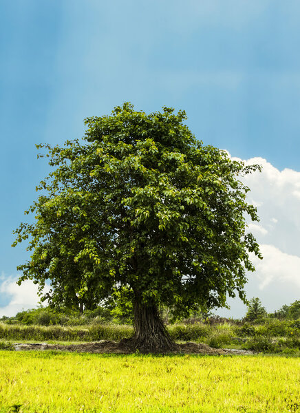 big Bodhi tree with blue sky background