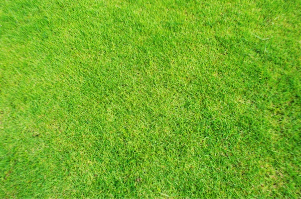 Grön gräsmatta bakgrundsstruktur — Stockfoto