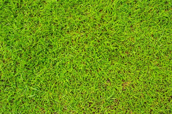 Herbe verte texture de fond nature — Photo