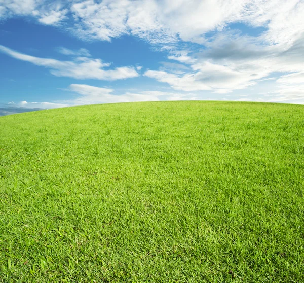 Lapangan rumput hijau dan langit biru cerah Stok Foto Bebas Royalti
