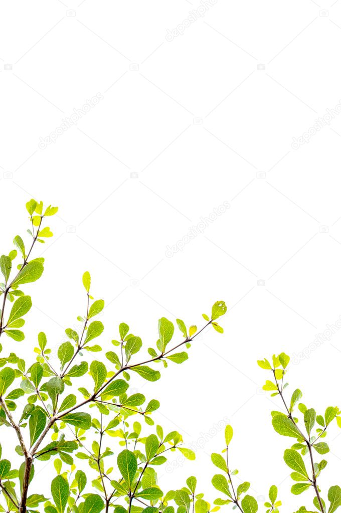 big Bodhi tree with blue sky background