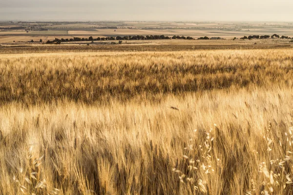 Пшенична сфера літо — стокове фото