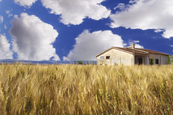 Пшеничне поле, блакитне небо, великі хмари — стокове фото