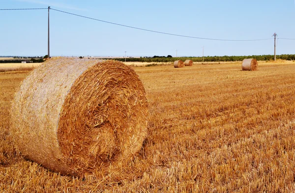 Hays no campo de verão — Fotografia de Stock