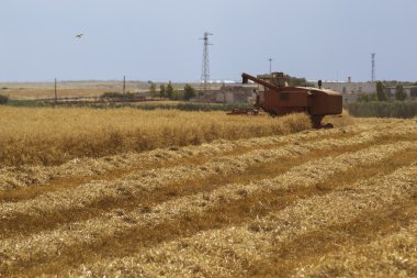 Bir yaz sahada çalışan kırmızı Harman makinesi