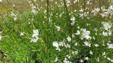 Uçan küçük beyaz kelebekli yavaş çekim çayırı. Yüksek kaliteli FullHD görüntüler