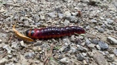 Büyük keçi güvesi tırtılı, Cossus Cossus kuru toprakta hızlı hareket ediyor. Doğada sürünen renkli bir böceğin detaylı makro görüntüleri. Yüksek kalite 4k görüntü