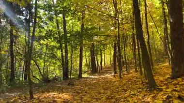 Renkli sonbahar yapraklarıyla kaplı huzurlu bir orman yolunda yürüyen bir insan. Ağaçların arasından parlayan altın güneş ışığı sakin ve rahatlatıcı bir atmosfer yaratıyor. Seyahat, doğa ya da mevsimlik görüntüler için mükemmel. Yüksek kalite 4K video.