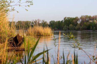 Nehirde büyüyen sazlıklar adaları