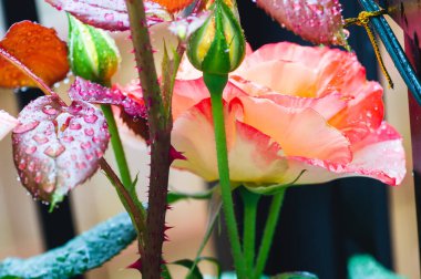 Yakından yağmur damlalı sarı ve kırmızı bir gül. Çiçek bahçesi konsepti.