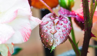 Yakından yağmur damlalı sarı ve kırmızı bir gül. Çiçek bahçesi konsepti.