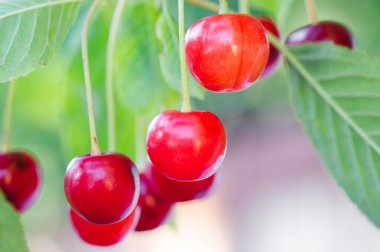 Ağaç dalında kırmızı kiraz üzümü. Bahçe ve sebze bahçesi kavramı.