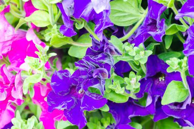 Arka bahçede farklı renklerde çiçeklerin yakın çekimi.