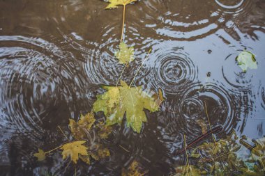 Sonbahar yapraklı bir su birikintisinde yağmur damlaları.