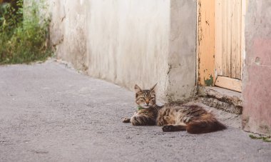 Güzel kedi ön kapının yanında yatıyor..