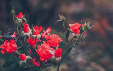 Bulanık arkaplanda parlak kırmızı çiçekler.